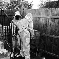Sticky Bees