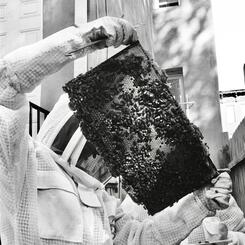 FULL HIVE