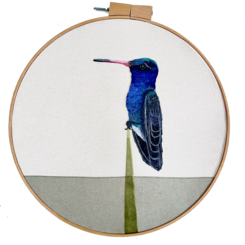 Abandoned Broad-Billed Hummingbird , 2026