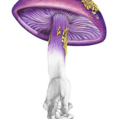 Purple Mushroom
