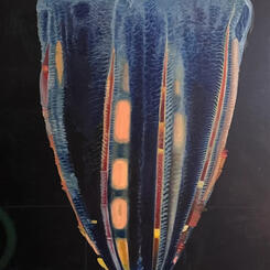 Comb Jelly