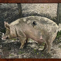 Tarantula and Pig