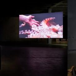 Breath Art Bronchi III (Kinesthetic Breath + Visual Art): Breath Kins by Shodekeh for Jessica Seagall's Oddkin @ The Kalevana Navetta Art & Culture Center in Finland in 2026 & live performance in the James Turrell Skyspace @ Green Box, 2026.