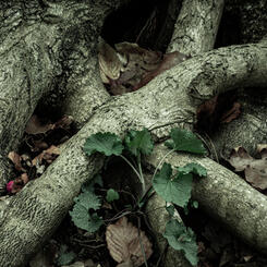 2 Miss Marble with Roots and Plant.jpg