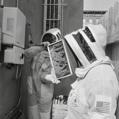 Last Hive Inspection (of the season)