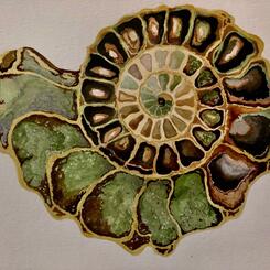 Ammonite study in colored inks
