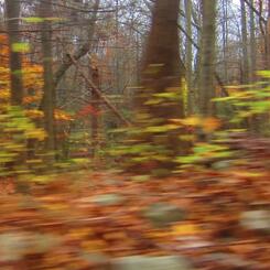 foreground flying by