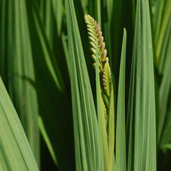 10-crocosmia-bud.jpg