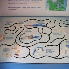 Polar Bear Interactive