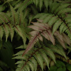 2-ferns.jpg