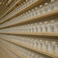 Installation, Detail: 1000 Dandelion Seeds, Harvested on an Early Day in Fall from the Front Yardâ?