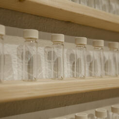 Installation, Detail: "1000 Dandelion Seeds, Harvested on an Early Day in Fall from the Front Yard"