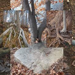 Lake Roland, Landscape #15 