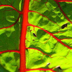chard with bug holes in sharp sun
