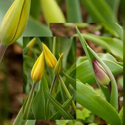 Sherwood Garden Scape #3