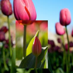 Sherwood Garden Scape #4