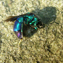 dead metallic fly
