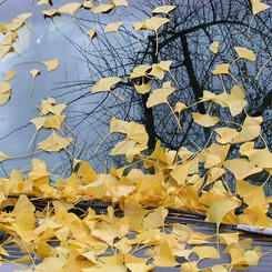 ginkgo leaves on a car window