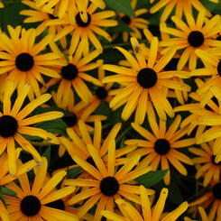 5-brown-eyed-susans.jpg