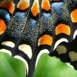 black swallowtail butterfly scales