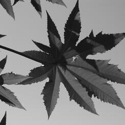 6-castor-leaves.jpg