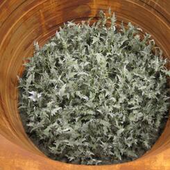 Isolated Proliferation (detail)