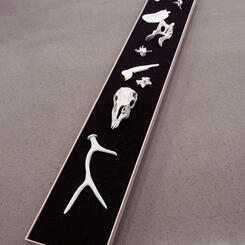  Wetlands/ Deer Skeleton 