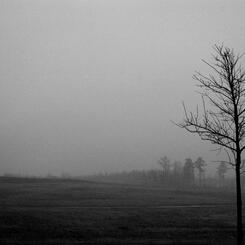8-a-tree-overlooking-a-vanishing-point.jpg