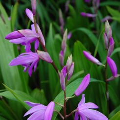 8-bletilla-striata.jpg