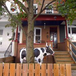 front yard cow, Hampden