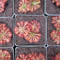 carnivorous dew plant grid