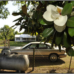 From Mary Lee's Porch, Magnolia Blossoms