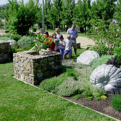 3 Pumpkins / Copia, Napa, CA