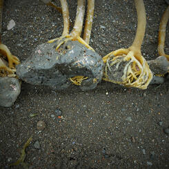 The worship of Basalt