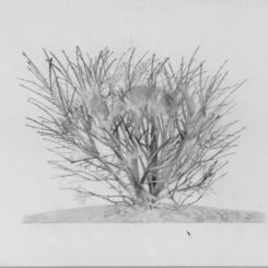 bushdrawing1a