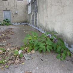 Installation in abandoned back yard