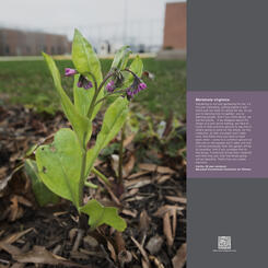 Portrait Garden (Carlita, Mertensia virginica)