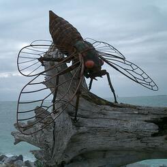 Cicada bolted on a washed up tree