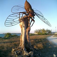 Cicada on an Australian Pine stump