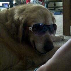 Paul's dog