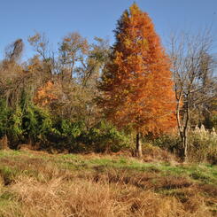 autumn étude  3 2017