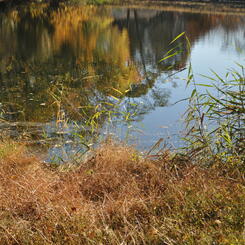 autumn étude  2 2017