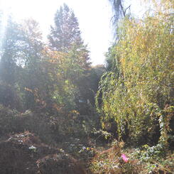 autumn étude  4 2017