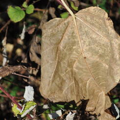 autumn étude  8 2017