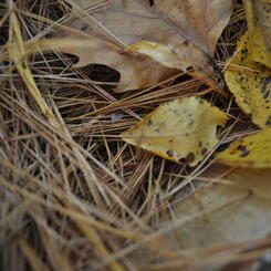 autumn étude  7 2017