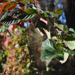 autumn étude 5  2017