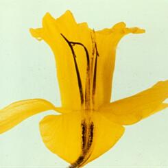 Daffodil