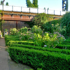 serpentine hydrangeas witn boxwoods