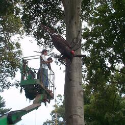 Installing 30 feet up a tree
