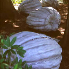 4 Pumpokins / De cordova Museum